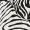 Zebra Print Choker Neck Dress